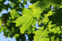 Big Leaf Maple